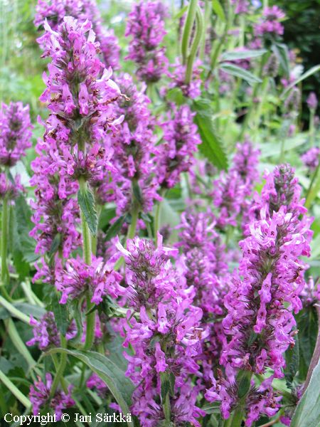 Stachys officinalis rohtophkm.jpg